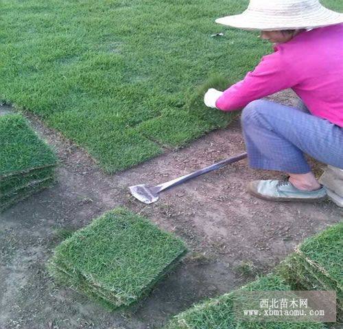 馬尼拉草坪報價