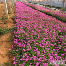 红花醡浆草价格，哪里卖红花醡浆草