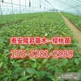 6公分櫻桃苗、紅燈櫻桃樹(shù)苗