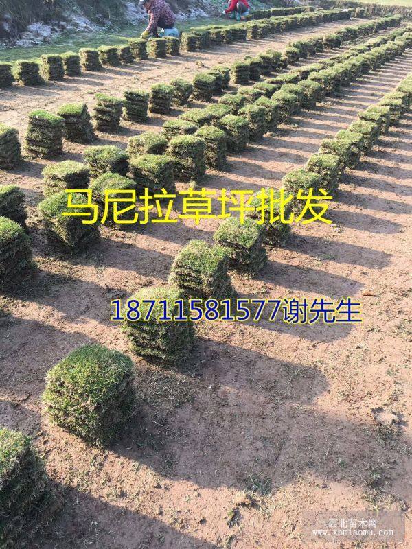 馬尼拉草坪行情