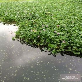 水葫芦价格，水葫芦图片