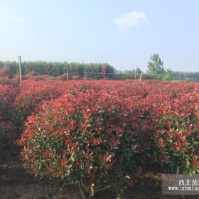 P30~300公分石楠球价格 基地图片 沭阳绿园景苗圃直销