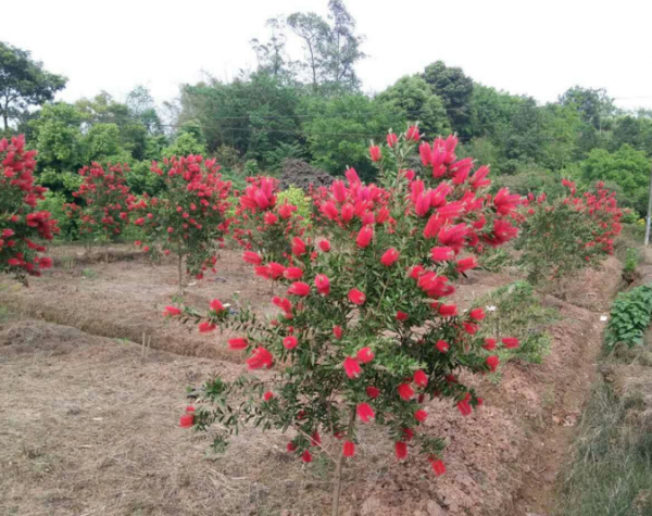 美花红千层