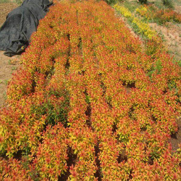 金山繡線菊