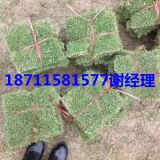 草坪/马尼拉草皮价格/马尼拉草坪十成满新价格供应