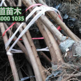 脆红李子苗价格,重庆脆红李树苗批发基地