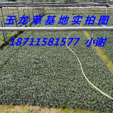 玉龙草大量供应-玉龙草实拍图