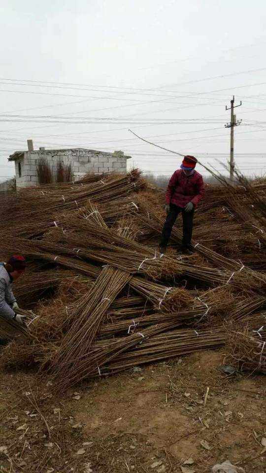 李子树