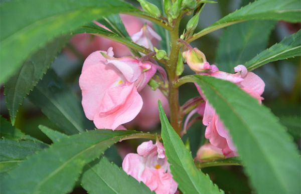 鳳仙花的養殖方法和注意事項