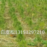 2米白皮松 基地2米白皮松工程苗多少钱一株