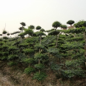 造型小叶女贞150-350公分高基地直销