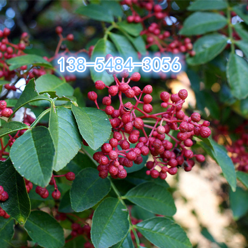 山东花椒树价格