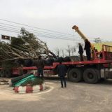 蓝花楹批发基地蓝花楹价格蓝花楹树苗基地