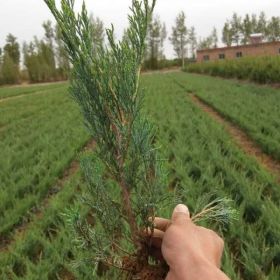 批發(fā)30沙地柏供應陜西40爬地柏銷售陜西榆林50鋪地柏出售