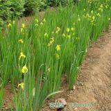 批發(fā) 大花鳶尾 扁竹花 德國(guó)鳶尾 紫花鳶尾