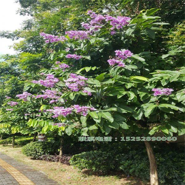 大花紫薇 紅花紫薇