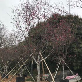 福建山櫻花 櫻花基地 胸徑4公分山櫻花