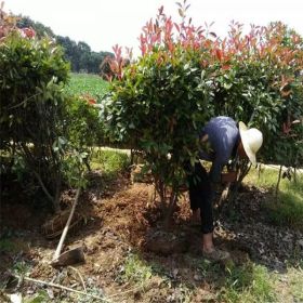 湖南长沙乐慧苗圃供应红叶石楠小苗 红叶石楠球