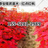 美國紅楓價格,8-10公分美國紅楓價格