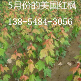 批發(fā)美國(guó)紅楓秋火焰多錢(qián)一顆