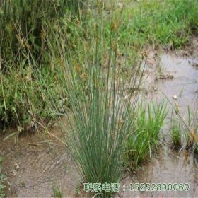 灯芯草水生植物水景布景公园生态景观装饰绿化小苗