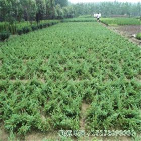 地柏苗观赏树地被植物阳台庭院室内盆栽盆景桩景用材