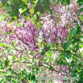 基地常年供应 各品种 丁香花 丁香小花苗 独杆丁香 丛生丁香