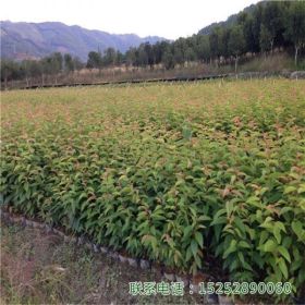 福建山樱花地栽造景孤植丛植群植庭院绿化苗木行道树景观盆栽盆景