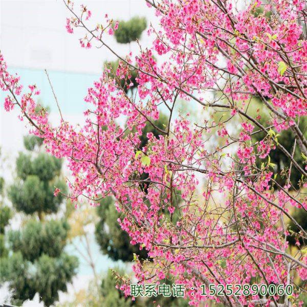 福建山樱花