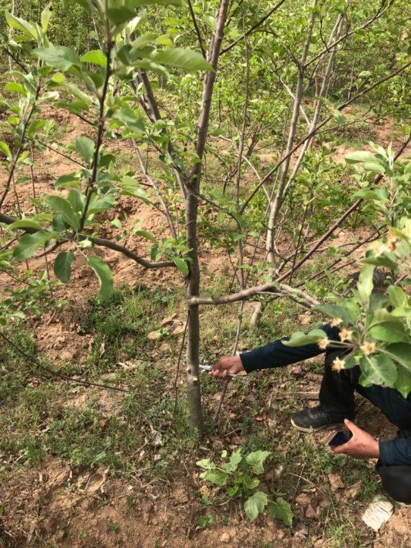 山楂苹果梨