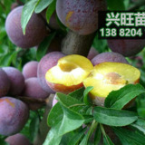 脆紅李樹(shù)苗價(jià)格,重慶脆紅李子苗種植基地