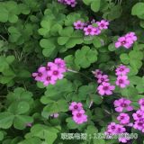 基地发货  红花酢浆草 紫花酢浆草