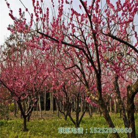 产地批发 红梅 梅花树  价格优惠 优质红梅