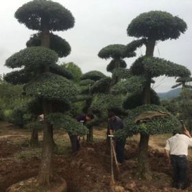 湖北对接白蜡占地树盆景，荆门京山对接白蜡造型树小苗