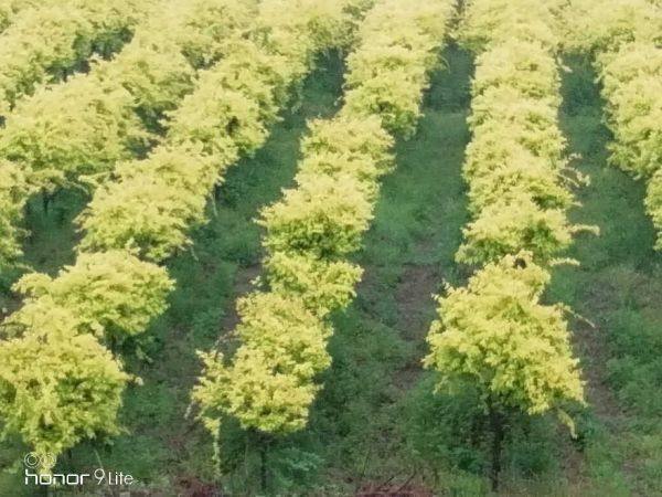 高低杆金叶