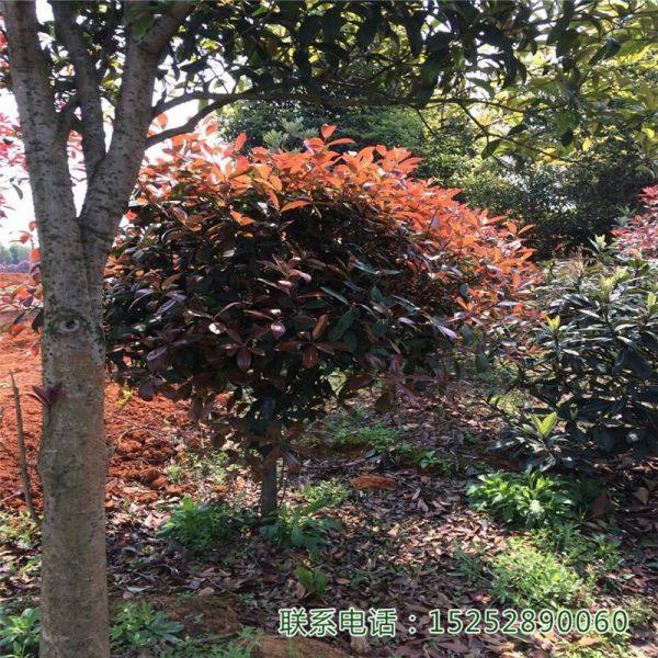 紅葉石楠球 紅羅賓