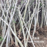 對(duì)接白蠟  對(duì)接白蠟下山樁  對(duì)接白蠟下山樁價(jià)格