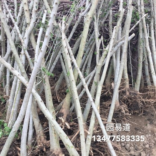 對接白蠟下山樁