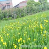 黃花鳶尾黃菖蒲小花苗園林庭院公園小區(qū)景觀綠化小苗河邊水生植物