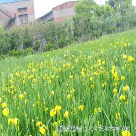 黄花鸢尾黄菖蒲小花苗园林庭院公园小区景观绿化小苗河边水生植物