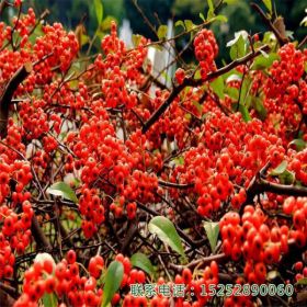 火棘四季常绿观果植物庭院绿篱园林造景绿化带道路小区绿化苗木