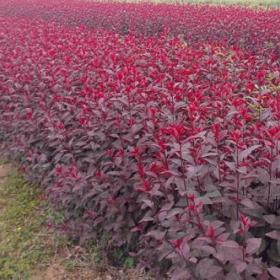 紫叶矮樱价格紫叶矮樱紫叶矮樱苗木大量销售