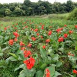 供應(yīng)花葉美人蕉，紅花美人蕉，黃花美人蕉