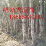 緣來香沉香綠化樹風(fēng)景樹袋裝苗移植產(chǎn)業(yè)園