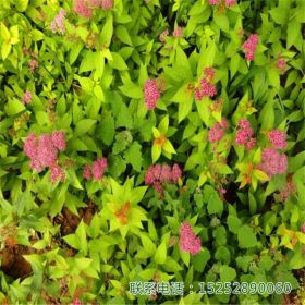 苗圃直销 金山绣线菊 金焰绣线菊 色块 色叶地被