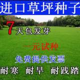 2018年狗牙根草坪价格表、狗牙根草坪产地、狗牙根草坪绿化苗