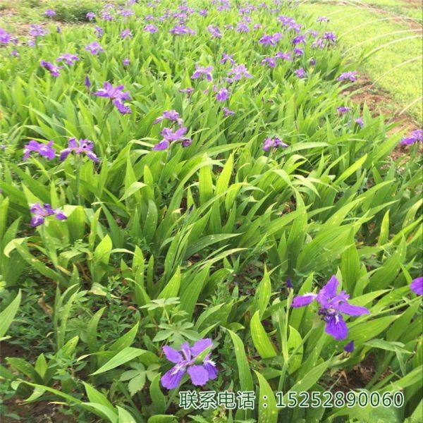 蓝花鸢尾