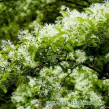 流蘇樹四月雪小花苗園林觀賞樹種建筑物公園庭院小區(qū)街道綠化盆景