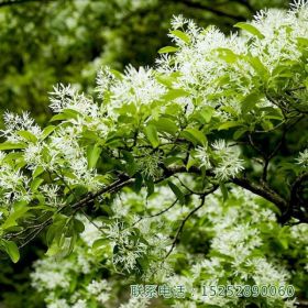 流苏树四月雪小花苗园林观赏树种建筑物公园庭院小区街道绿化盆景