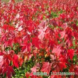 美國(guó)紅楓北方紅楓北美紅楓楓樹小樹苗彩葉樹種行道樹園林綠化苗木